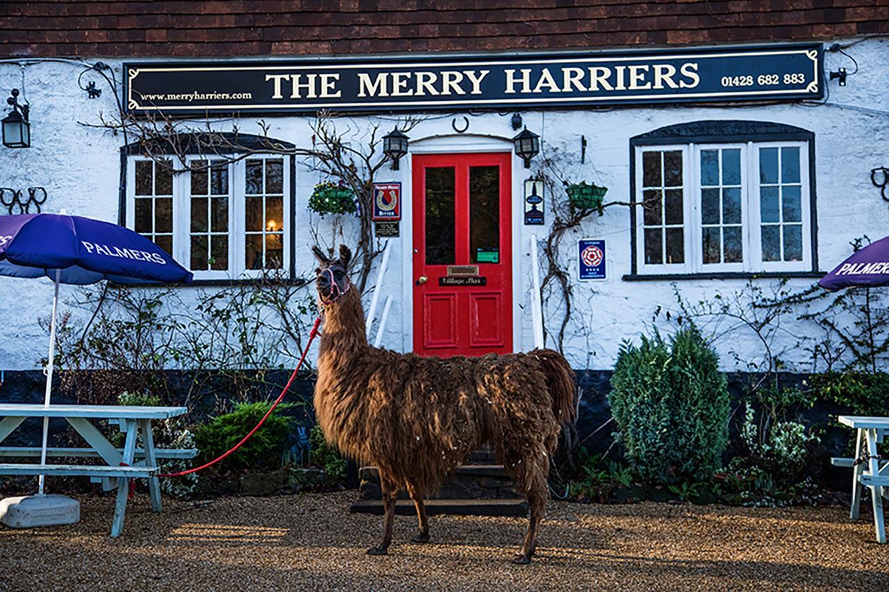 Bed and Breakfast The Merry Harriers Godalming Exterior foto